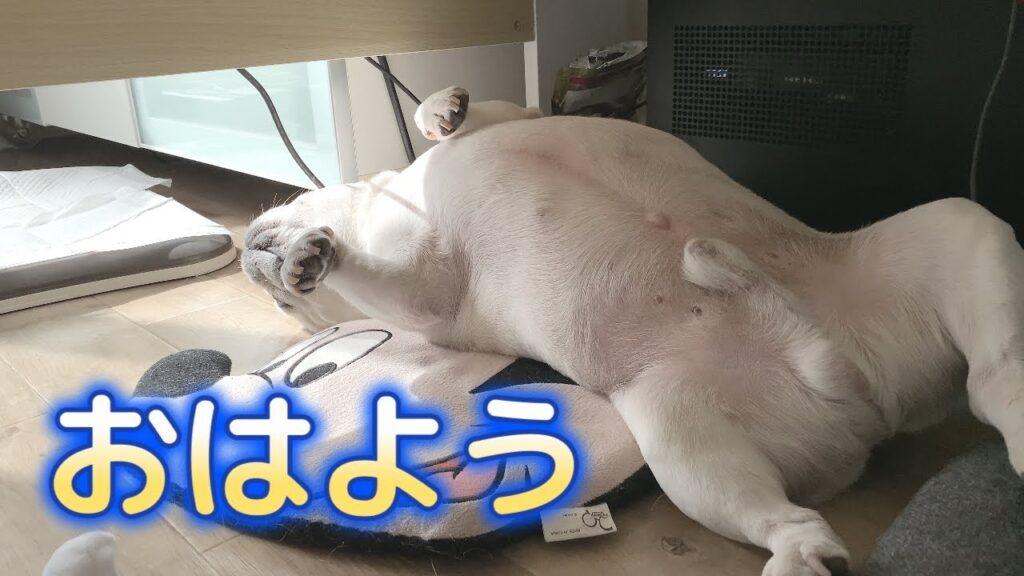 ぽーちゃんは元気です!!【フレンチブルドッグ frenchbulldog】 ぽーちゃんは元気です!!【フレンチブルドッグ frenchbulldog】