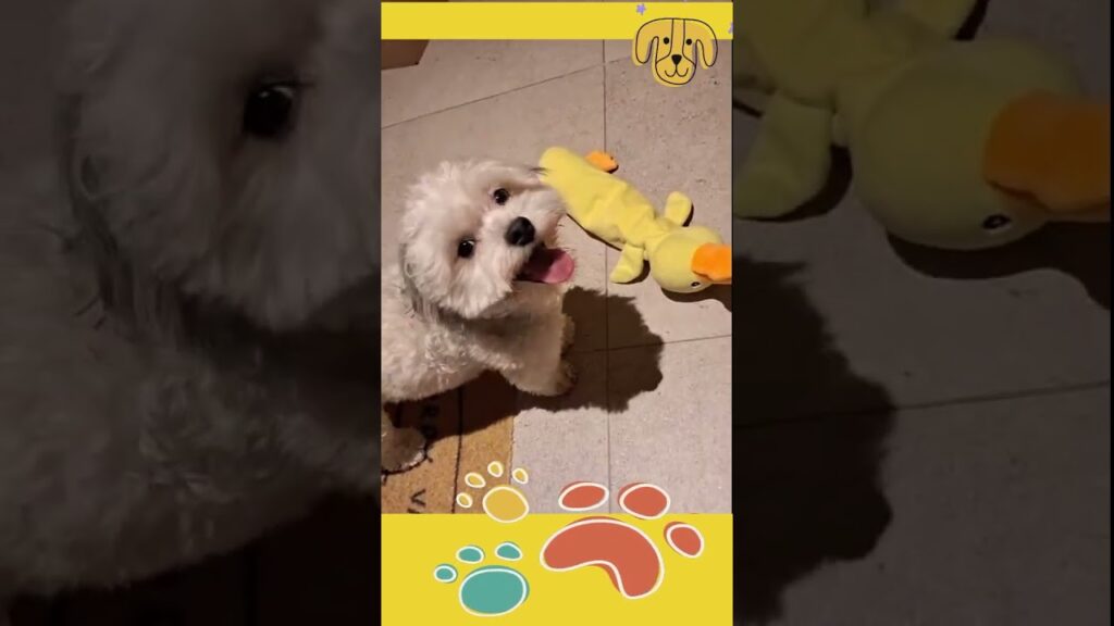 Stafke the Adorable Boomer dog and his fluffy duck playing! Stafke the Adorable Boomer dog and his fluffy duck playing!