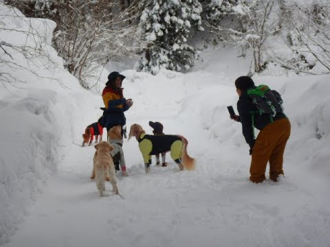 みっち~の声が聞こえます🐾(Saluki) みっち~の声が聞こえます🐾(Saluki)