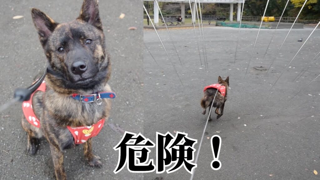 甲斐犬を伸びるリードでお散歩したら超危険だった！【過去動画】　#甲斐犬 #子犬 　#甲斐犬 #柴犬
