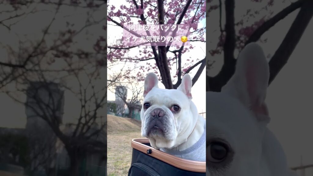 河津桜をバックにイケ犬気取りの犬!#shorts 河津桜をバックにイケ犬気取りの犬!#shorts