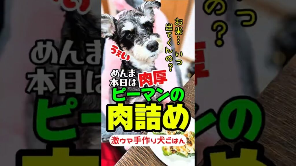肉厚ピーマンの肉詰め！めんま本日の激ウマ手作り犬ごはん！【ミニチュアシュナウザー】#シュナウザー#めんまのへや#わんこごはん