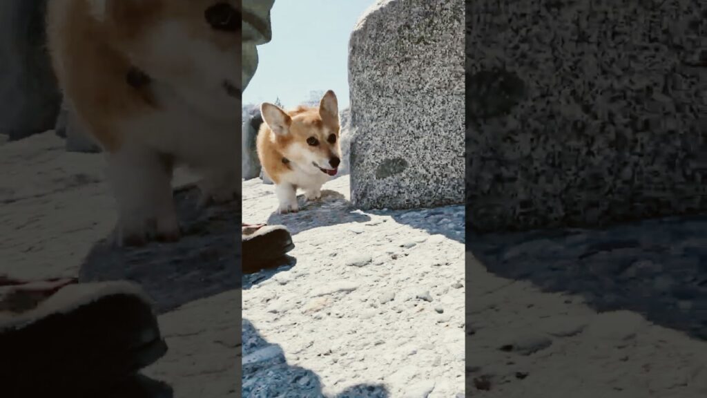遊び心でついてくるコーギー  / The Corgi follows along with a playful spirit #コーギー #corgi #サクラ