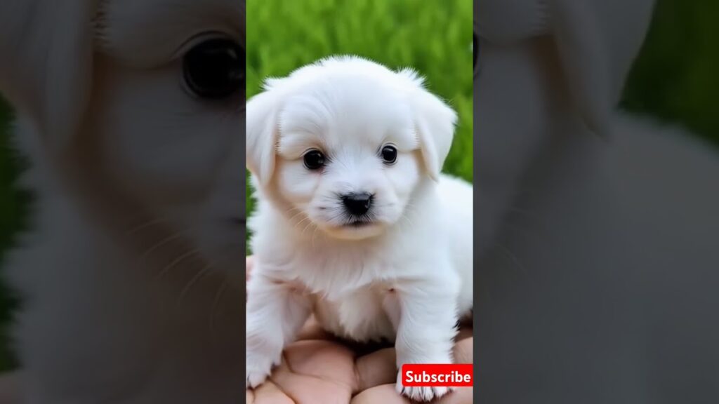 cute puppy barking #puppy #puppyentertainment #cute #pets #dog #puppydog #youtubeshorts #shortvideo cute puppy barking #puppy #puppyentertainment #cute #pets #dog #puppydog #youtubeshorts #shortvideo