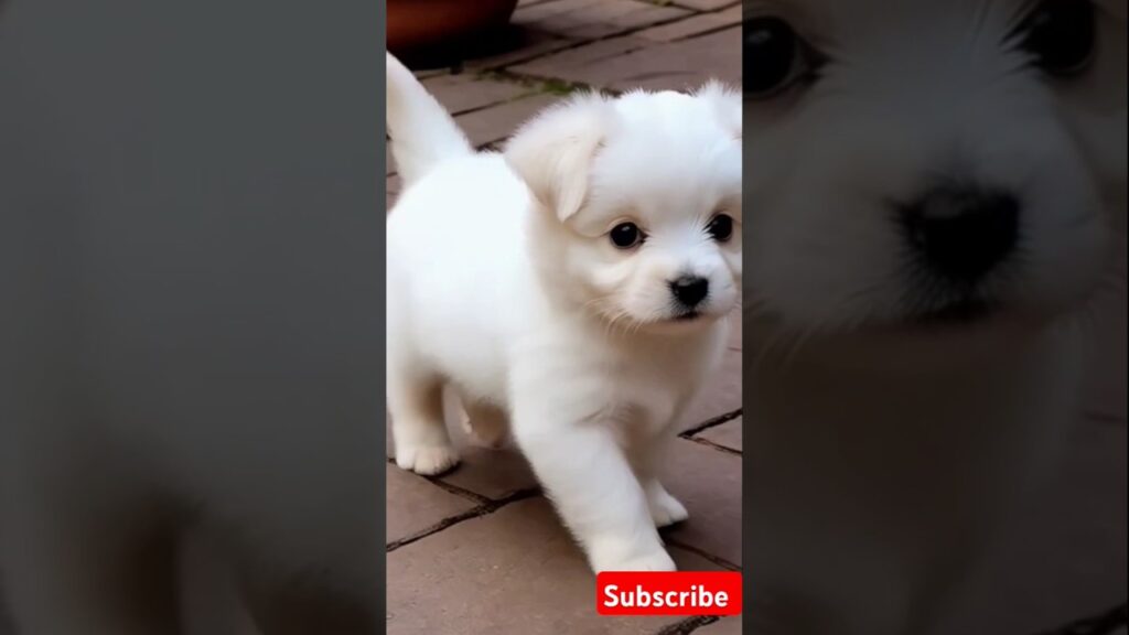 cute puppy cute walk#puppy #puppyentertainment #cute #pets #dog #puppydog #youtubeshorts #shortvideo cute puppy cute walk#puppy #puppyentertainment #cute #pets #dog #puppydog #youtubeshorts #shortvideo