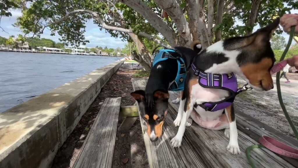 Basenji Adventure to Hugh Taylor Birch State Park!