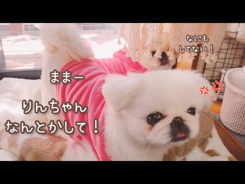 リラックス中にじゃまされたペキニーズ！