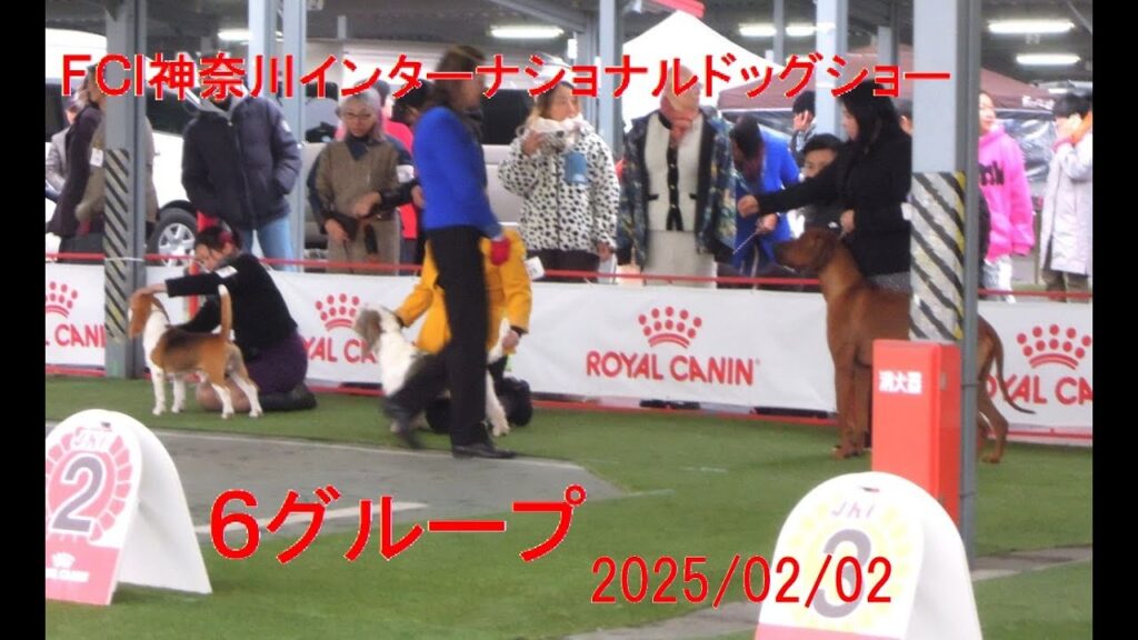 ＦＣＩ神奈川インターナショナルドッグショー6G #ビーグル　＃プチバセット　＃リッチバッグ