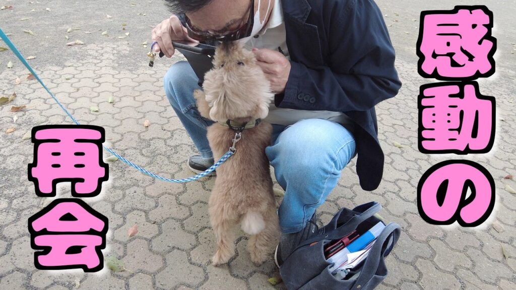 7ヶ月ぶりに愛犬の大好きなジィジに会ったら感動して泣きそうになりました!【トイプードル】 7ヶ月ぶりに愛犬の大好きなジィジに会ったら感動して泣きそうになりました!【トイプードル】