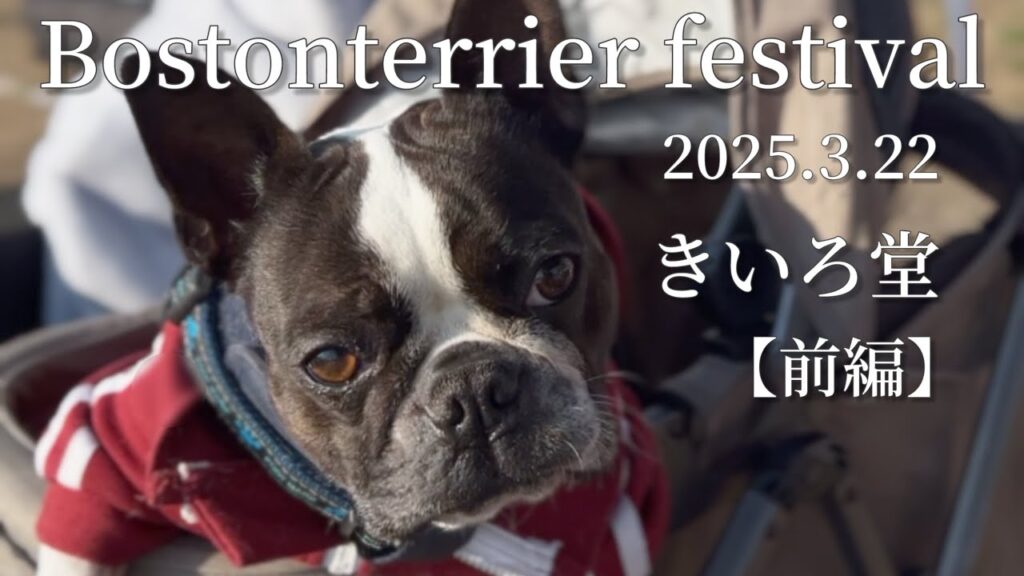ボストンテリアフェスティバルの思い出【第一弾】