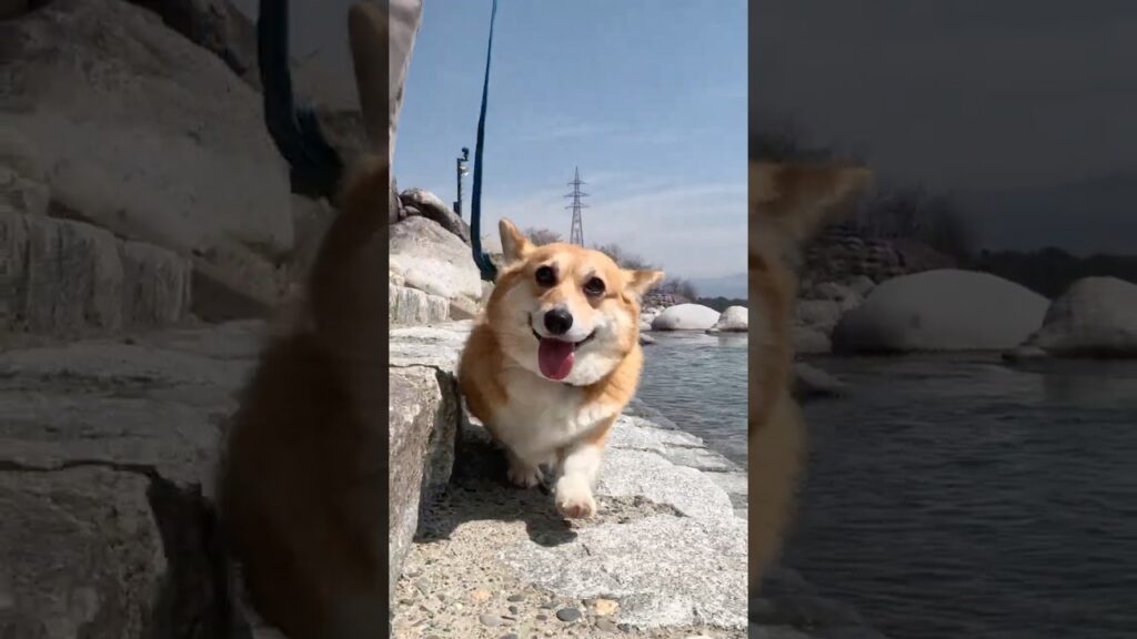 お気に入りの川辺を歩いたコーギー / A Corgi walked along its favorite riverside #コーギー #corgi #サクラ お気に入りの川辺を歩いたコーギー / A Corgi walked along its favorite riverside #コーギー #corgi #サクラ