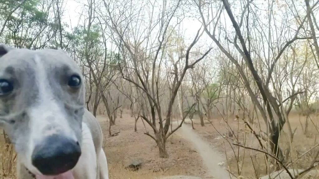 CAN’T BEAT MY DOG WITHOUT CHEATING CAN'T BEAT MY DOG WITHOUT CHEATING