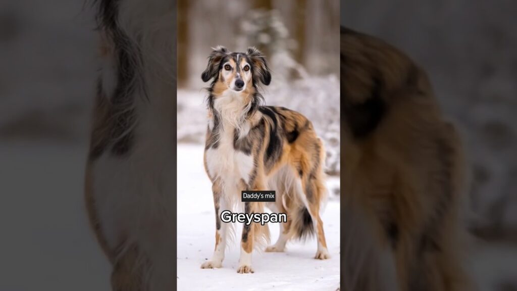 Tibetan spaniel + Italian greyhound #dog #dogmix #doglo #doglover #viral #pets #cutedog