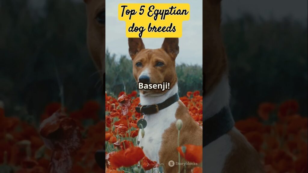 Top 5 Egyptian Dog Breeds you need to know!#shorts #pets #dogbreed #subscribe