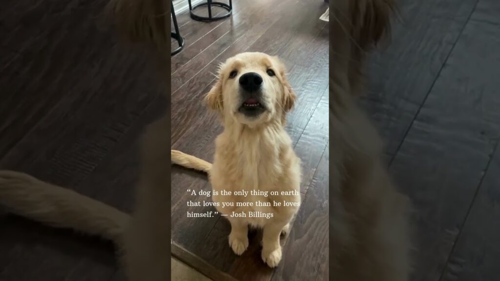 Dog Quotes – 2 #shorts #cutepuppy #cute #puppy #dog #dogs #dogshorts #puppies #doglover Dog Quotes - 2 #shorts #cutepuppy #cute #puppy #dog #dogs #dogshorts #puppies #doglover