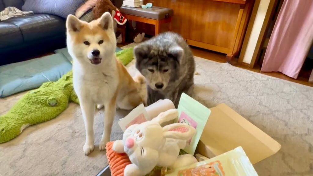 【ドギーボックス】秋田犬姉妹の恐怖心をも忘れさせるカツオへそチップの絶大な魅力【Akita-inu】@akita-inu-pata 【ドギーボックス】秋田犬姉妹の恐怖心をも忘れさせるカツオへそチップの絶大な魅力【Akita-inu】@akita-inu-pata