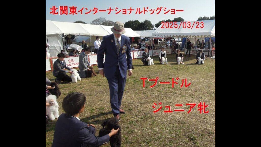 トイ・プードル ジュニア牝 #ドッグショー#プードル トイ・プードル ジュニア牝 #ドッグショー#プードル