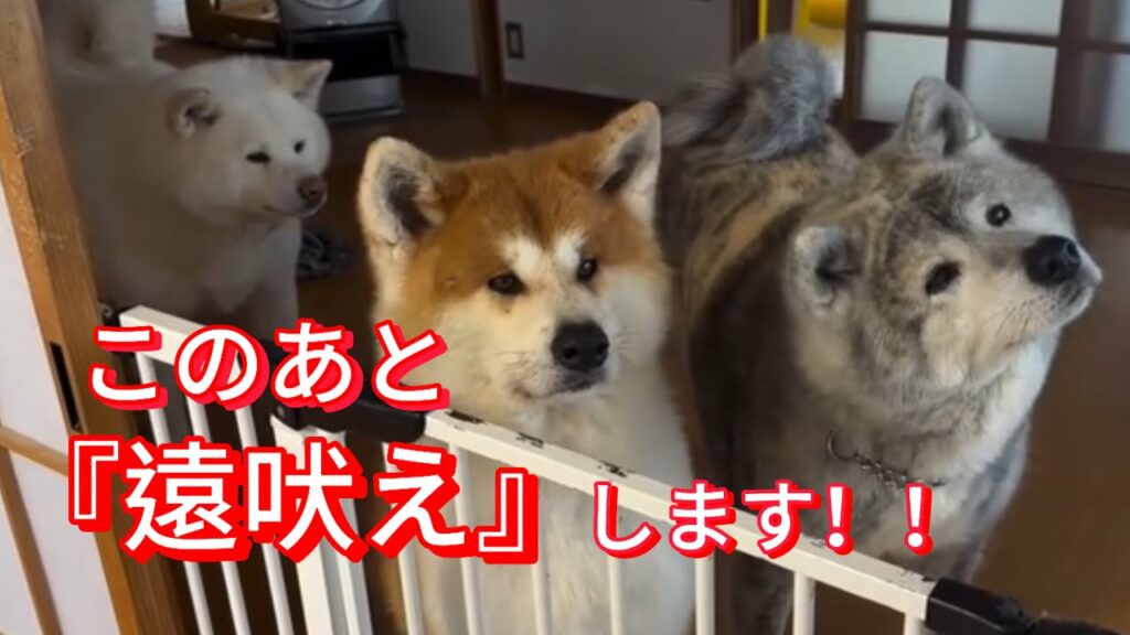この音が鳴ると…つい遠吠えしちゃう秋田犬 この音が鳴ると…つい遠吠えしちゃう秋田犬