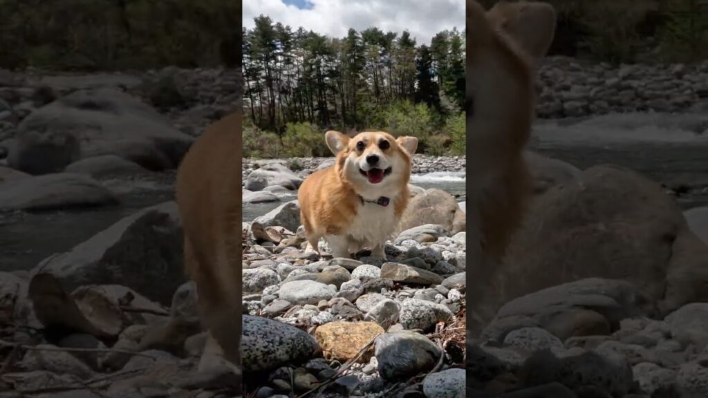 嬉しそうに河原で過ごすコーギー / A corgi happily spends time on the riverbed #コーギー #corgi #サクラ 嬉しそうに河原で過ごすコーギー / A corgi happily spends time on the riverbed #コーギー #corgi #サクラ