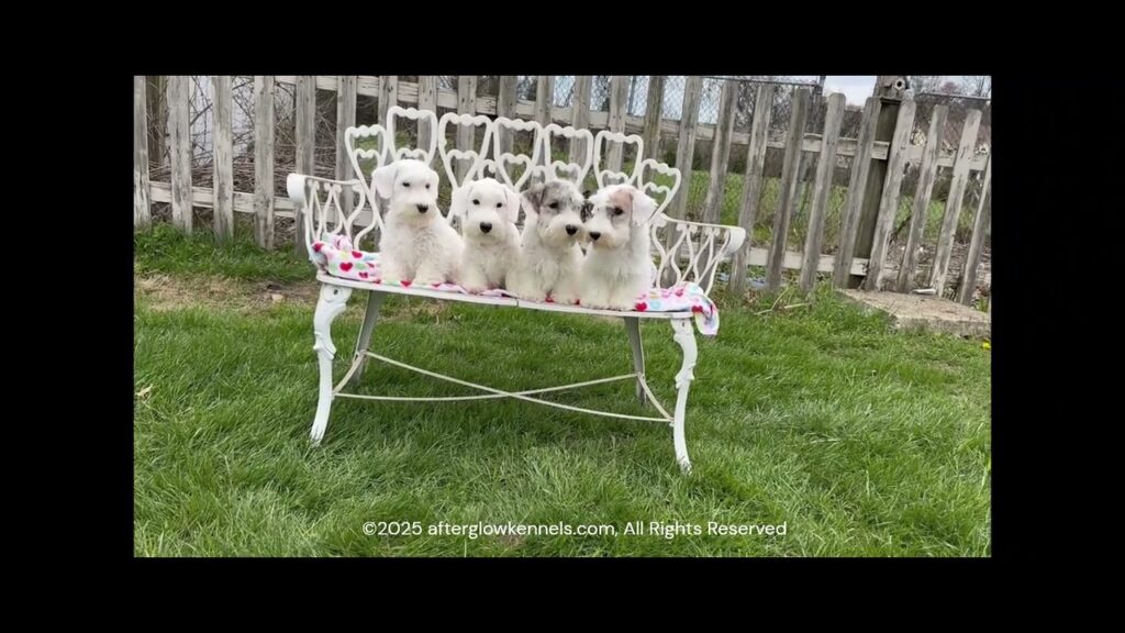 Sealyham Terrier Puppies out of "Shirley" (GCHB Afterglow's Shirley Trewlove BCAT)