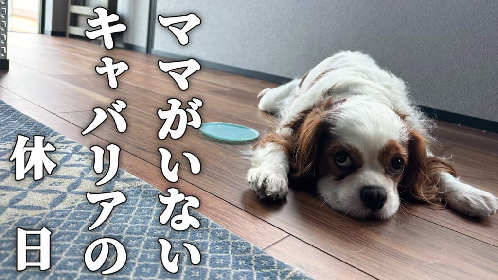 キャバリア犬のせっかくの休日なのに大好きなママがいない1日【犬vlog】 キャバリア犬のせっかくの休日なのに大好きなママがいない1日【犬vlog】
