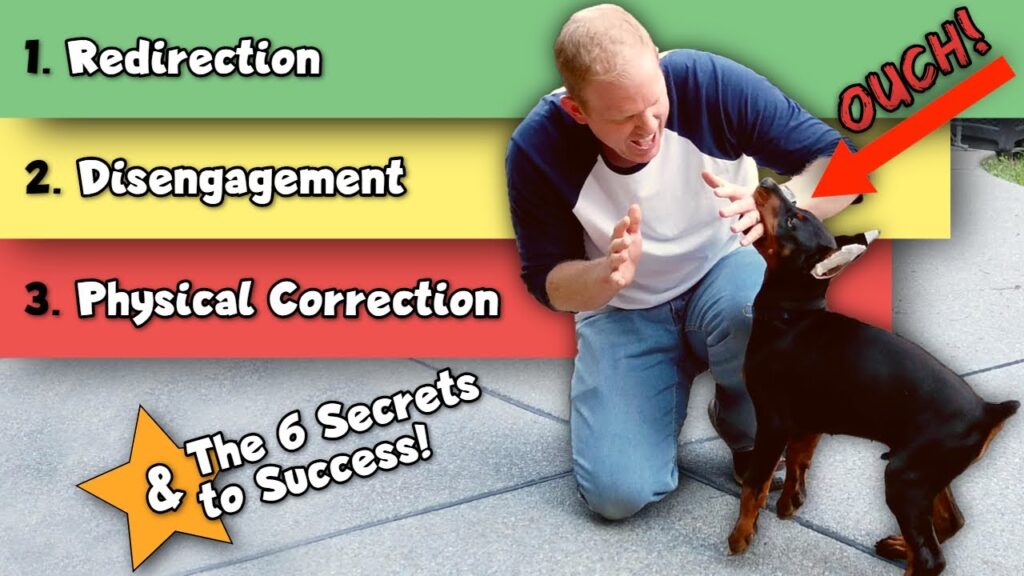 The Best Way to Stop a Doberman Puppy From Biting The Best Way to Stop a Doberman Puppy From Biting