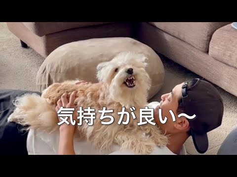 愛犬をマッサージをしたらこうなりましたw