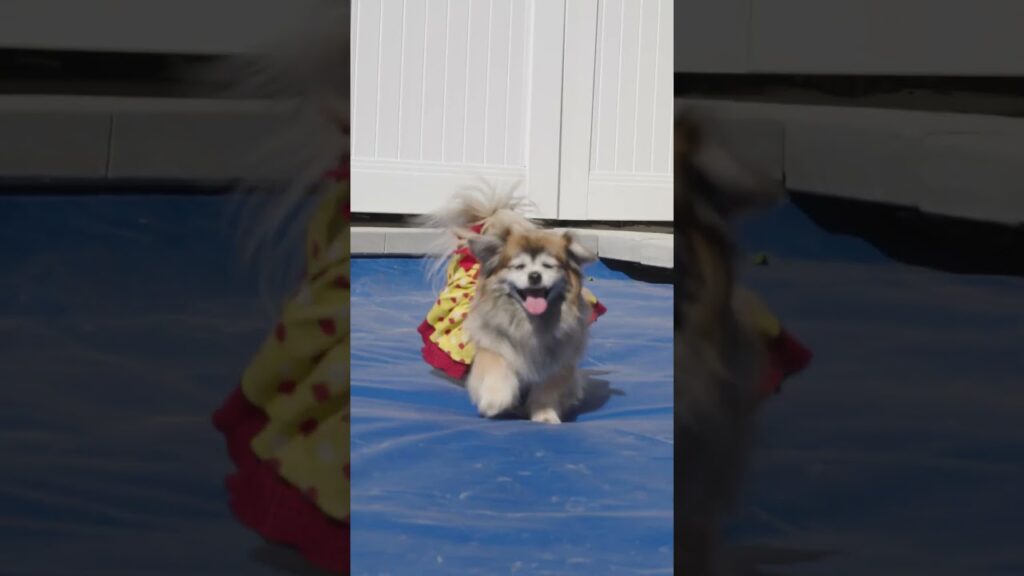 Everyone Needs A Tibetan Spaniel 🐶💖 #shorts Everyone Needs A Tibetan Spaniel 🐶💖 #shorts