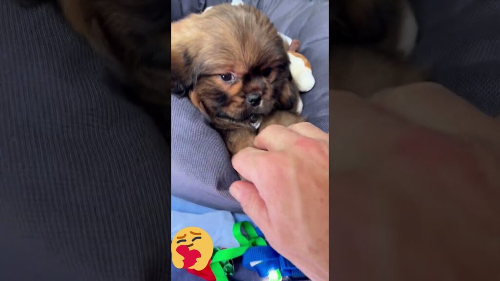 Bringing Chaky Home for the First Time 🐶💛 | Tibetan Spaniel Two-month-old puppy "Bringing Chaky Home for the First Time 🐶💛 | Tibetan Spaniel Two-month-old puppy"
