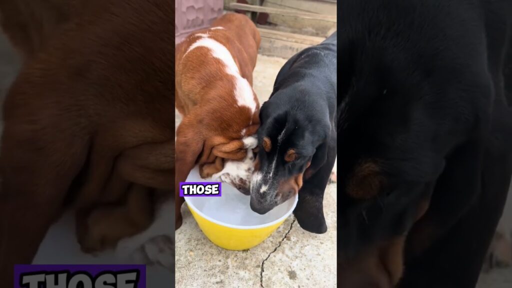 Top 3 Longest Small Dog Breeds in the World 🐶 | Cutest Long Body Dogs That’ll Melt Your Heart! Top 3 Longest Small Dog Breeds in the World 🐶 | Cutest Long Body Dogs That'll Melt Your Heart!