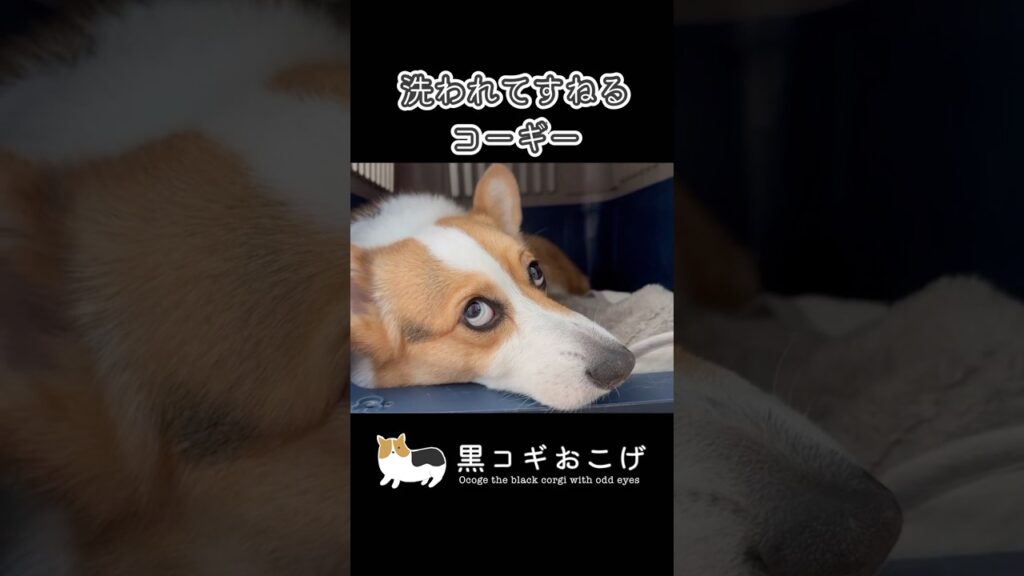 ハウスに引きこもりコーギー  #コーギー#黒コギ #トライカラー #黒コギおこげ  #dog #animals #corgi #あまえんぼ  #夜 #oddeye #おこげ