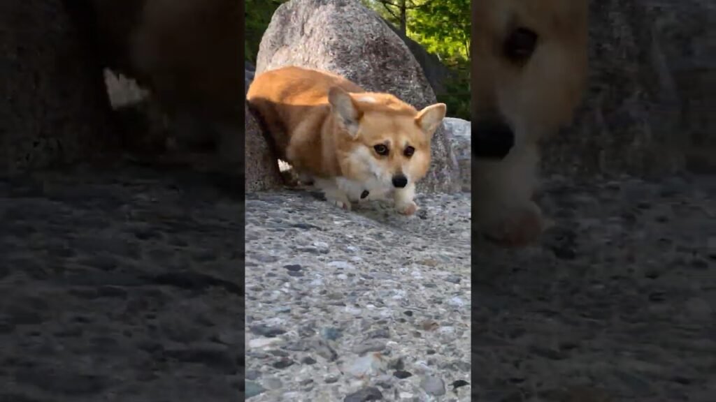 岩の間を縫ってついてくるコーギー / A Corgi following, weaving through the rocks. #コーギー #サクラ #corgi 岩の間を縫ってついてくるコーギー / A Corgi following, weaving through the rocks. #コーギー #サクラ #corgi