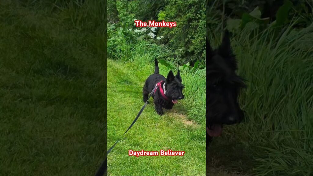 The Terriers Fields are fresh and green after the rain 😍 The Terriers Fields are fresh and green after the rain 😍