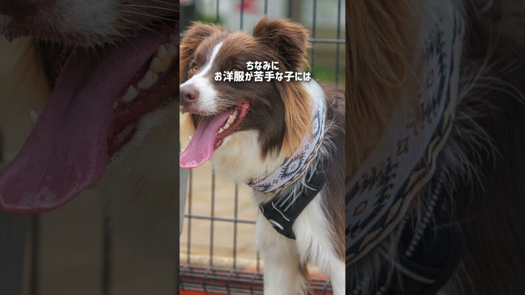 犬に服を着せるのは人間のエゴ?【日本スピッツ・ボーダーコリー】#shorts #服 犬に服を着せるのは人間のエゴ?【日本スピッツ・ボーダーコリー】#shorts #服