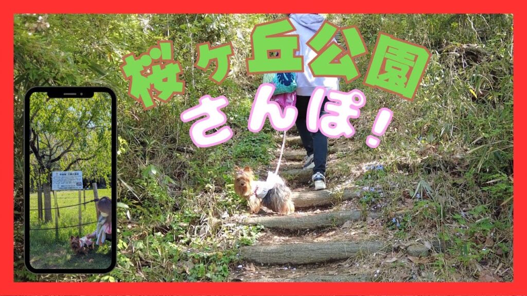 階段にグッタリ…でもヨーキーは元気!桜ヶ丘公園で春のお散歩【癒し犬動画】 階段にグッタリ…でもヨーキーは元気!桜ヶ丘公園で春のお散歩【癒し犬動画】