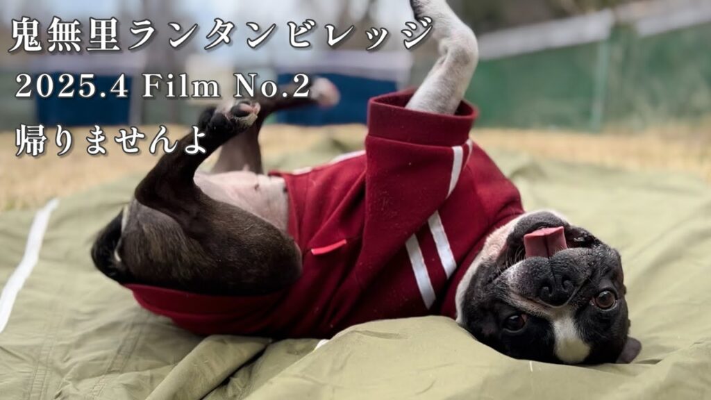 片付けを邪魔します/愛犬とキャンプ/ボストンテリア 片付けを邪魔します/愛犬とキャンプ/ボストンテリア