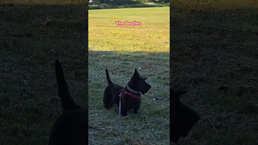 Scottie Standing Proud with her Bestie 😍 Scottie Standing Proud with her Bestie 😍