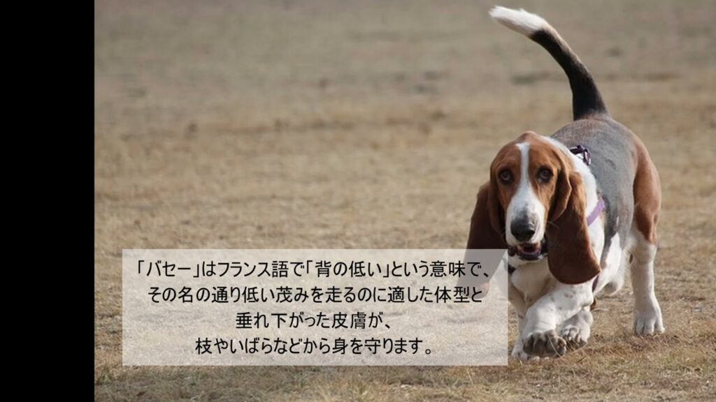 バセットハウンドについて