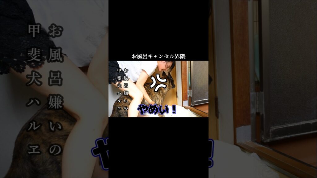 お風呂嫌いの甲斐犬 #甲斐犬 #犬のいる生活 #youtubeshorts お風呂嫌いの甲斐犬 #甲斐犬 #犬のいる生活 #youtubeshorts