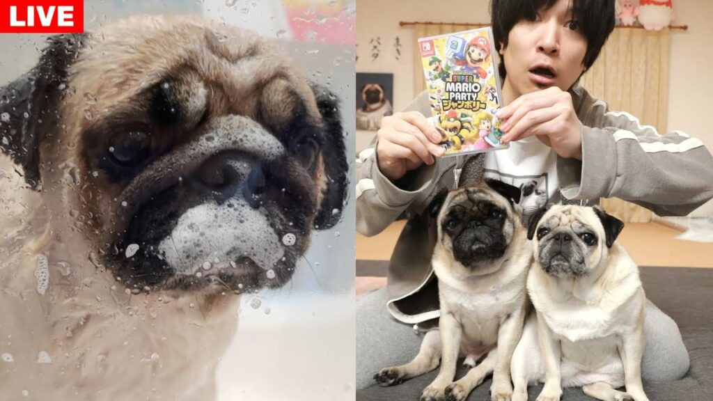 【生配信】シャンプーしたあとゲスト(高野光平)とマリオパーティで勝負します