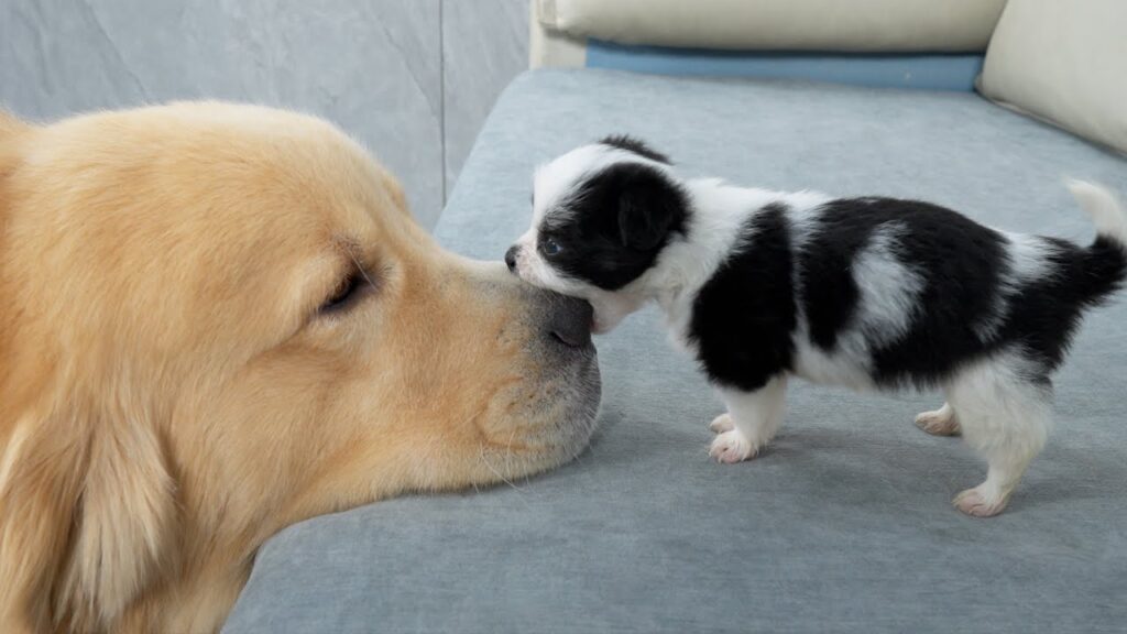 Golden Retriever Attacked by Cute Puppy! Golden Retriever Attacked by Cute Puppy!
