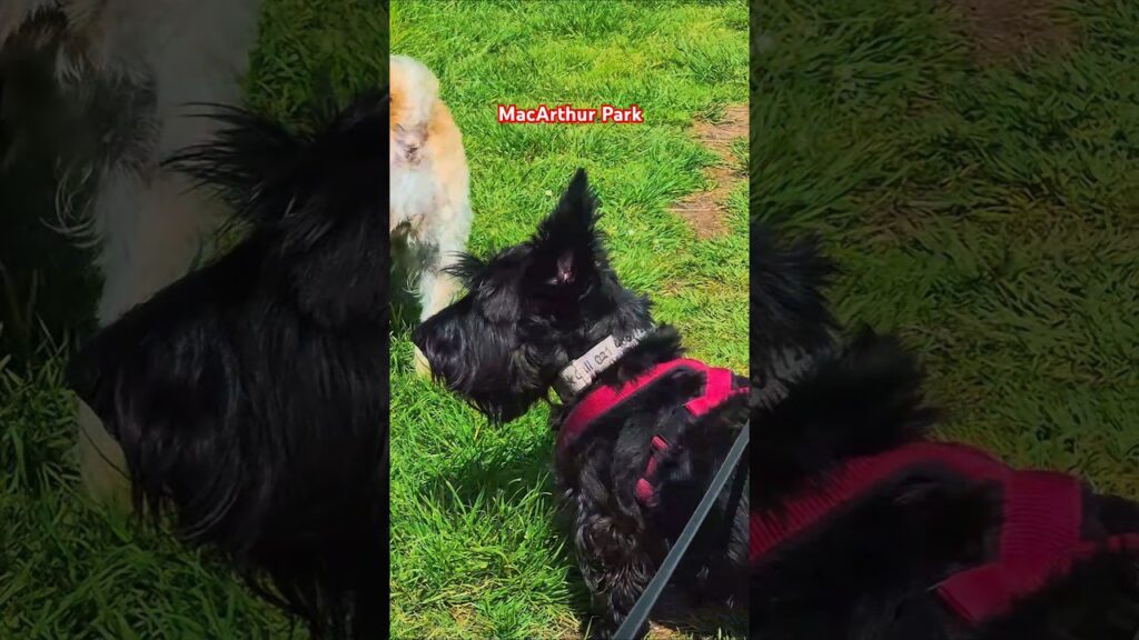 Let's crank up the beat with Donna Summer & "The Terriers" 😍