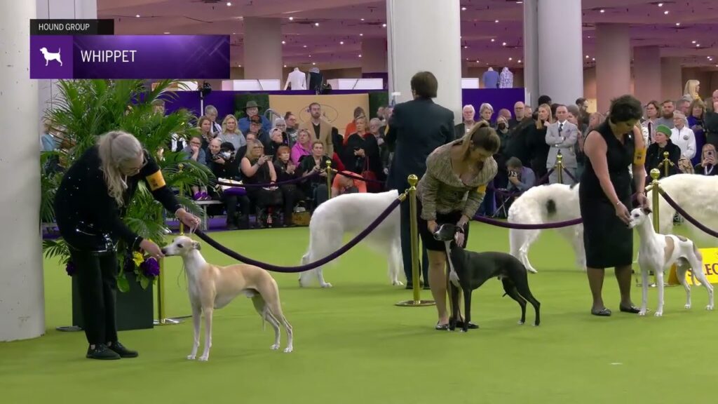 Whippet | Breed Judging 2025