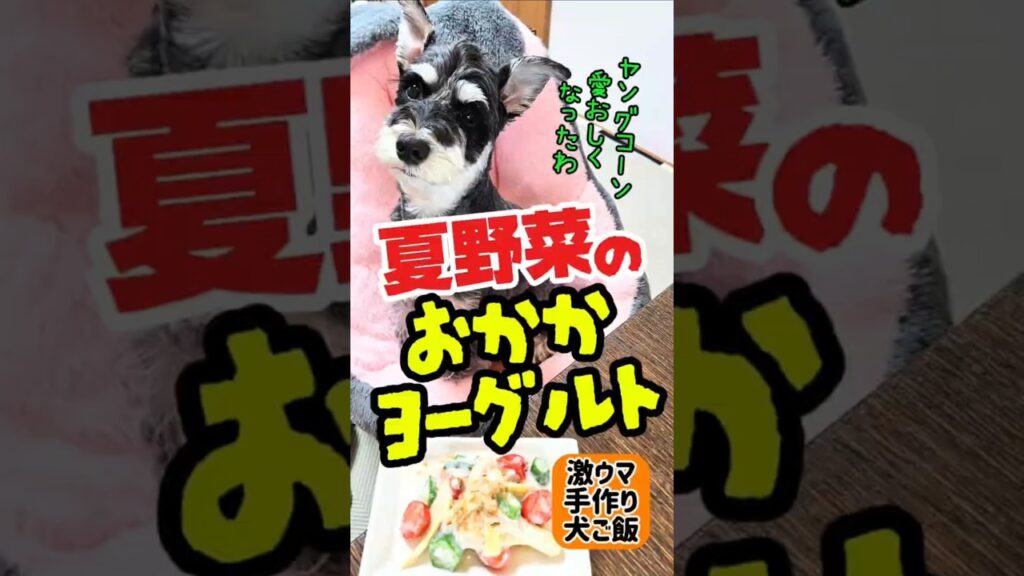 夏野菜のおかかヨーグルト！めんま本日の激ウマ手作り犬ごはん【ミニチュアシュナウザー】#めんまのへや#わんこごはん#犬のいる生活 #料理