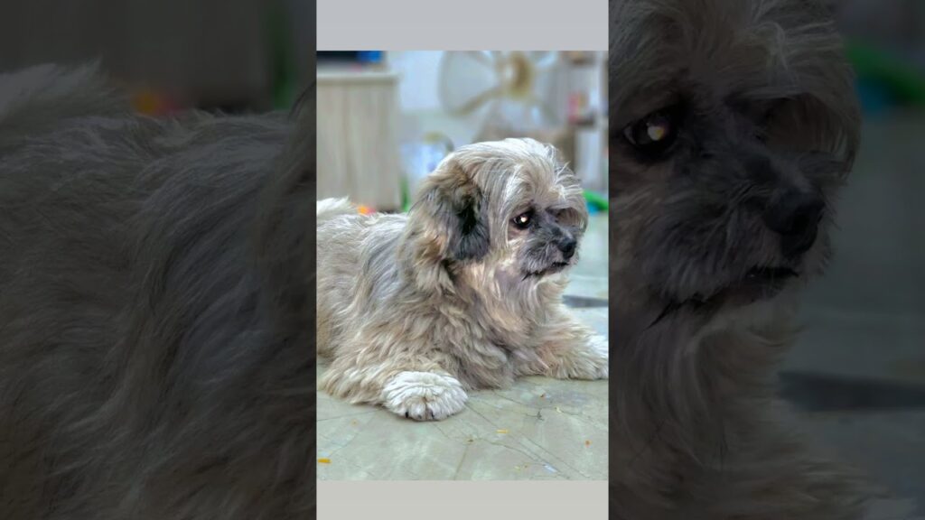 😍❤🐶 Dog videos #cute #viral #pets #doggielife #petsrule #dogsound #cute #love #trending #shorts 😍❤🐶 Dog videos #cute #viral #pets #doggielife #petsrule #dogsound #cute #love #trending #shorts