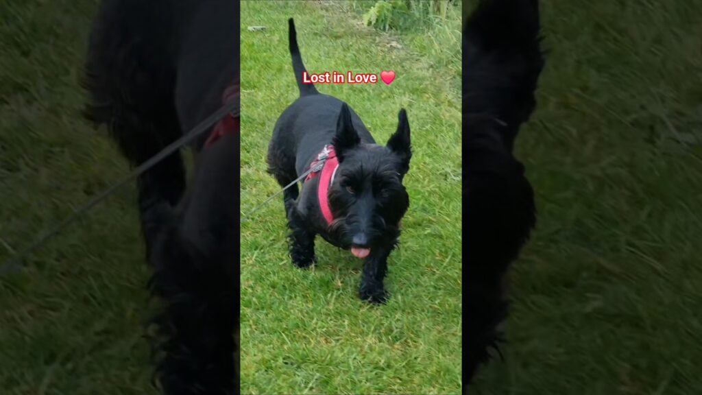 Lost in Love with the Terriers 😍 Lost in Love with the Terriers 😍