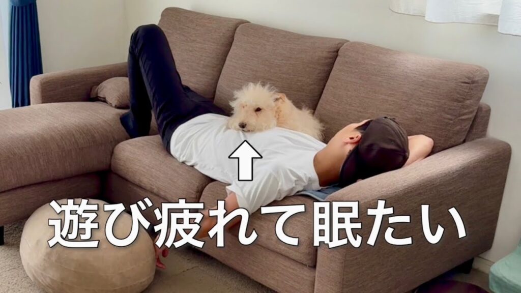 愛犬と思いっきり遊んだ後はお昼寝。テリア