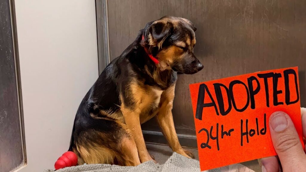 Stray Dogs Family told Shelter to JUST KEEP HER, then this happened.. Stray Dogs Family told Shelter to JUST KEEP HER, then this happened..