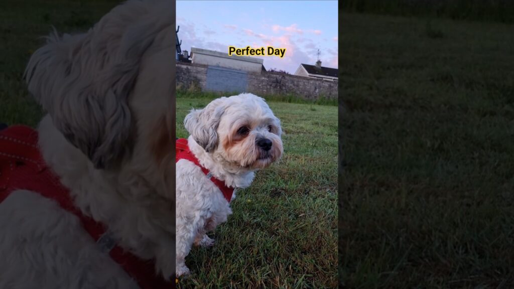Such a Perfect Day for the Terriers 🥰 Such a Perfect Day for the Terriers 🥰