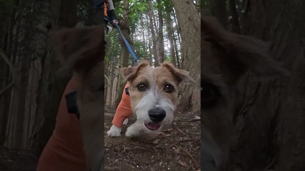 下りはマツバカケ尾根中道  #ジャックラッセルテリア  #jackrussellterrier  #癒し